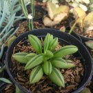 Peperomia Dolabriformis Prayer Peppe Flower Plant rare Home Plant Plant FREESHIPPING