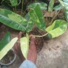 Philodendron Burle Marx Variegated Flower Plant rare Home Plant Plant FREESHIPPING