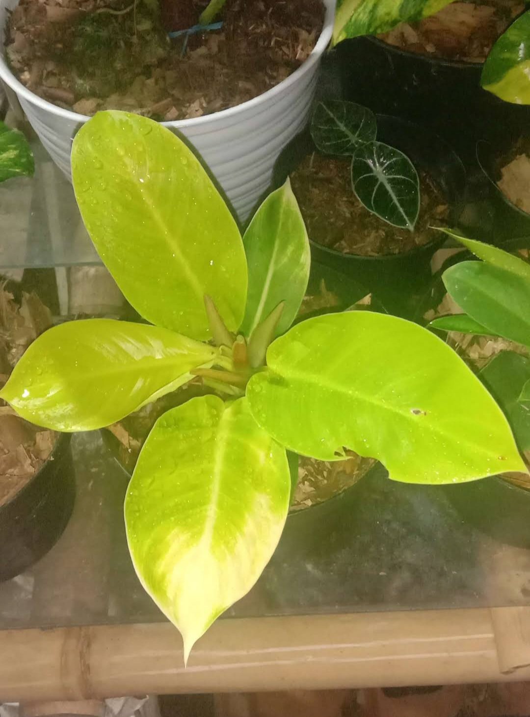 Philo Lemon Tea Flower Plant rare Home Plant Plant FREESHIPPING