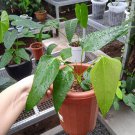 anthurium subsignatum Flower Plant rare Home Plant Plant FREESHIPPING
