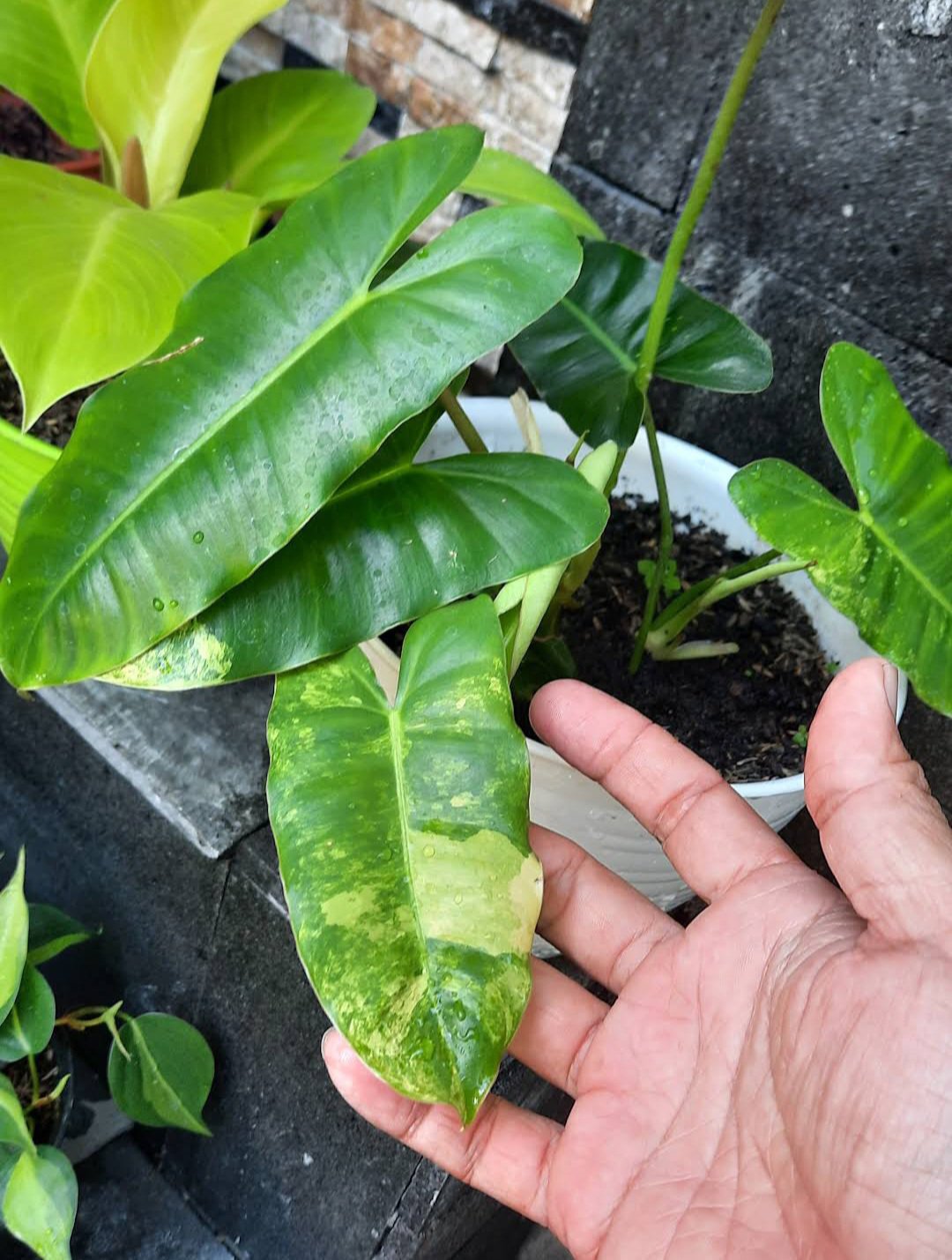 Philodendron Burle Marx Variegated Flower Plant rare Home Plant Plant FREESHIPPING