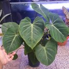 Philodendron Glorious Flower Plant rare Home Plant Plant FREESHIPPING