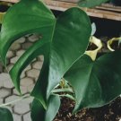 Monstera Deliciosa Green Flower Plant rare Home Plant Plant FREESHIPPING