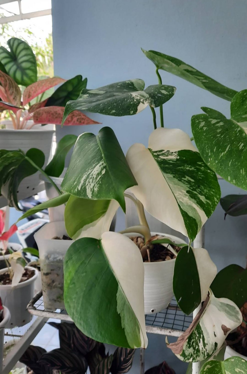 Monstera Varigata Monvar Marble Flower Plant rare Home Plant Plant FREESHIPPING