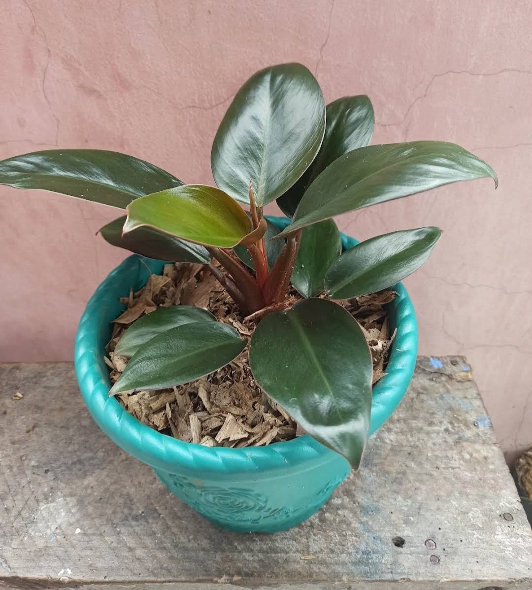Philodendron Congo Red Flower Plant rare Home Plant Plant FREESHIPPING