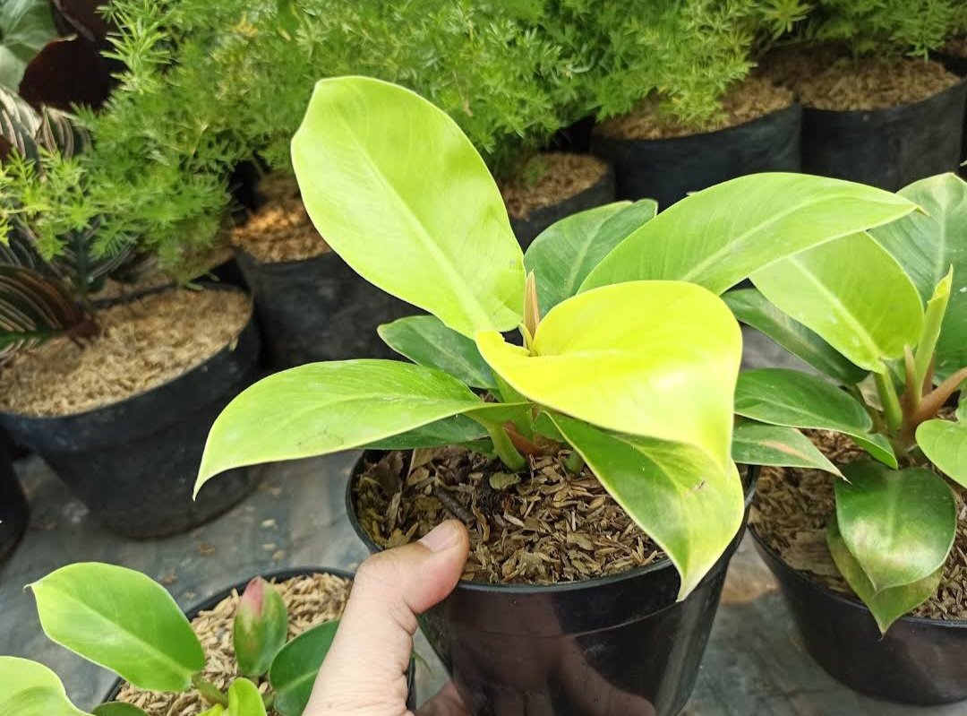 Philodendron Moonlight Yellow Flower Plant rare Home Plant Plant FREESHIPPING