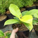 Philodendron Moonlight Yellow Flower Plant rare Home Plant Plant FREESHIPPING