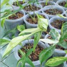 Variegated Philodendron Florida beauty Flower Plant rare Home Plant Plant FREESHIPPING