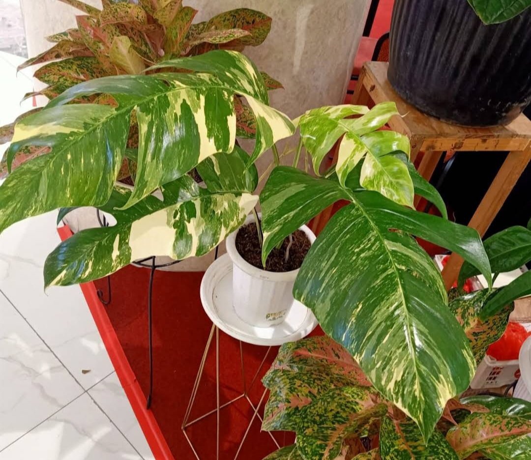 Variegated epipremnum pinnatum Flower Plant rare Home Plant Plant FREESHIPPING