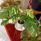 Variegated epipremnum pinnatum Flower Plant rare Home Plant Plant FREESHIPPING