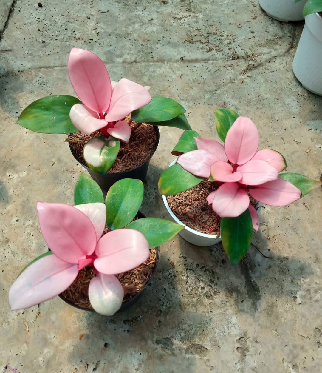 Philodendron Pink Congo Very Beautiful Flower Plant rare Home Plant Plant FREESHIPPING