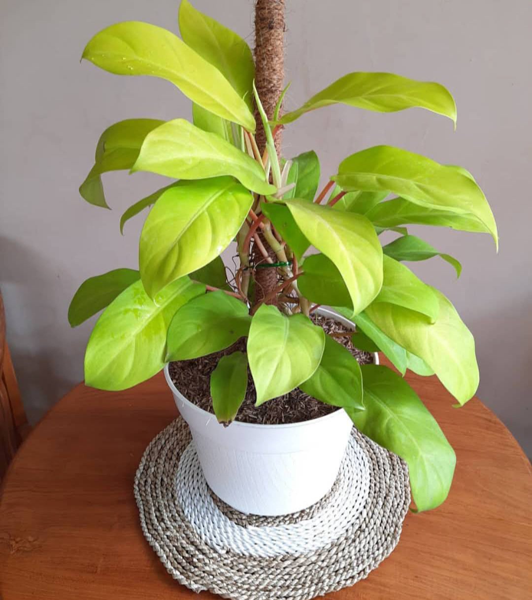 Philodendron &acirc;��Lemon Lime&acirc;�� Upright Flower Plant rare Home Plant Plant FREESHIPPING