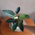 Philodendron 'Birkin' Beautiful Flower Plant rare Home Plant Plant FREESHIPPING