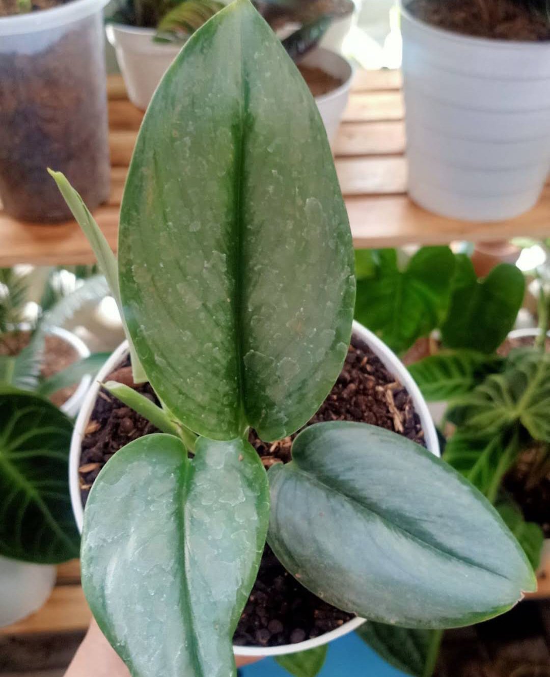 Rare Silver Moonlight Pothos Flower Plant rare Home Plant Plant FREESHIPPING