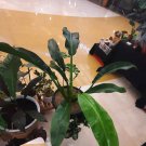 Philodendron Auriculatum Flower Plant rare Home Plant Plant FREESHIPPING