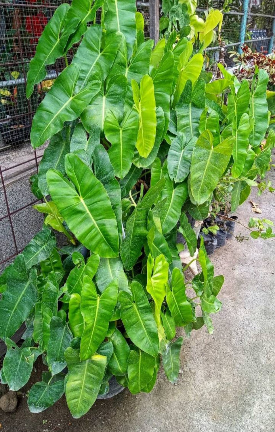One Philodendron Burle Marx Flower Plant rare Home Plant Plant FREESHIPPING