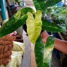 Variegated Burle Marx Philodendron Flower Plant rare Home Plant Plant FREESHIPPING