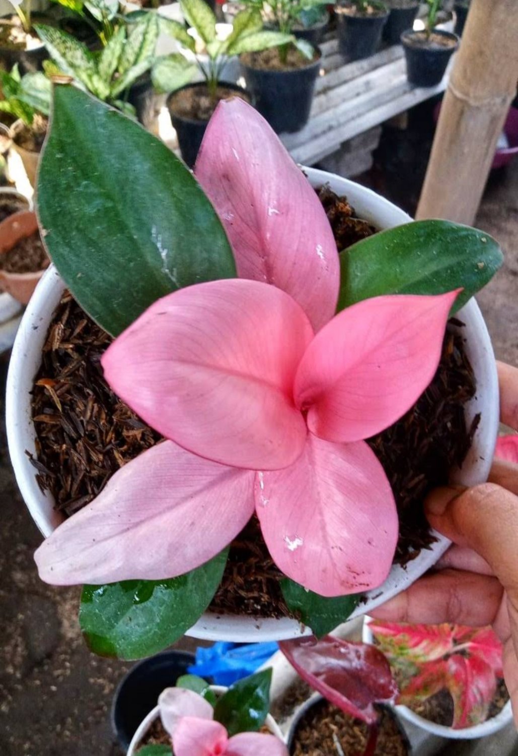 Philodendron pink congo Flower Plant rare Home Plant Plant FREESHIPPING