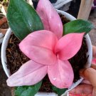Philodendron pink congo Flower Plant rare Home Plant Plant FREESHIPPING