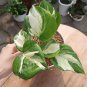 Manjula Pothos Epipremnum aureum Flower Plant rare Home Plant Plant FREESHIPPING