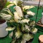 Manjula Pothos Epipremnum aureum Flower Plant rare Home Plant Plant FREESHIPPING