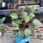 Piper Crocatum Piper Ornatum Flower Plant rare Home Plant Plant FREESHIPPING