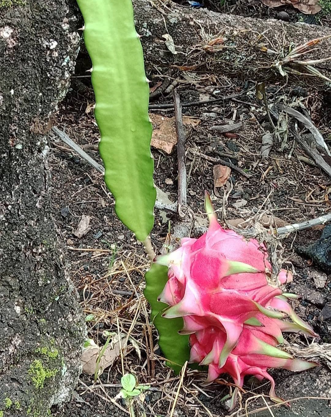 Dragon Fruit Red Plant rare Home Plant Plant FREESHIPPING