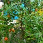 Salavatski Pomegranate Tree Fruit Plant rare Home Plant Plant FREESHIPPING