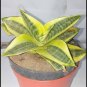 Sansevieria Trifasciata Golden Hahnii Flower Plant rare Home Plant Plant FREESHIPPING
