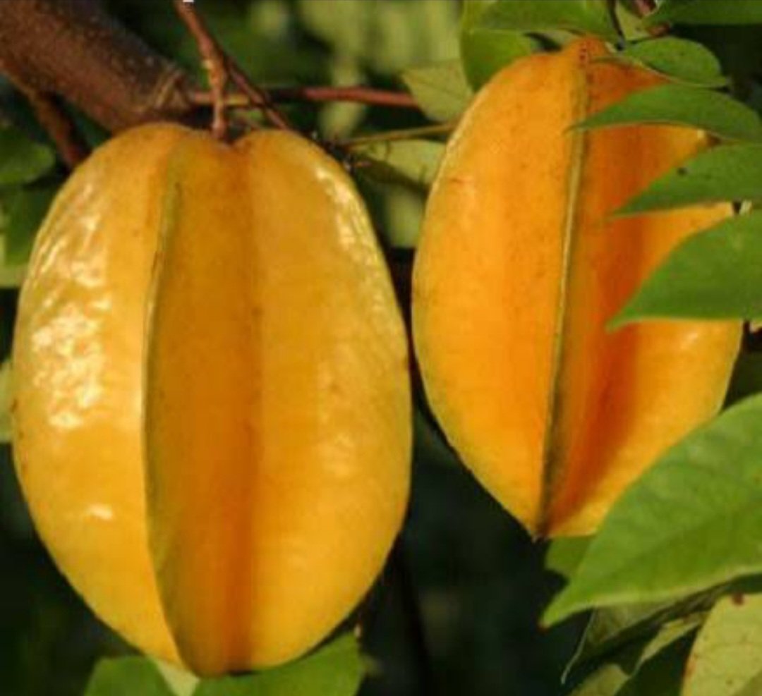 Carambola Star Fruit Tree Plant rare Home Plant Plant FREESHIPPING