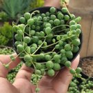 String of Pearl Succulent, Senecio Rowleyanus Flower Plant rare Home Plant Plant FREESHIPPING