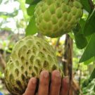 Sugar apple Fruit Tree Plant rare Home Plant Plant FREESHIPPING