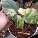 Albo Variegated Syngonium Home Flower Plant rare Home Plant Plant FREESHIPPING