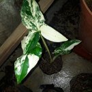 Syngonium Podophyllum Albo-Variegatum Home Flower Plant rare Home Plant Plant FREESHIPPING