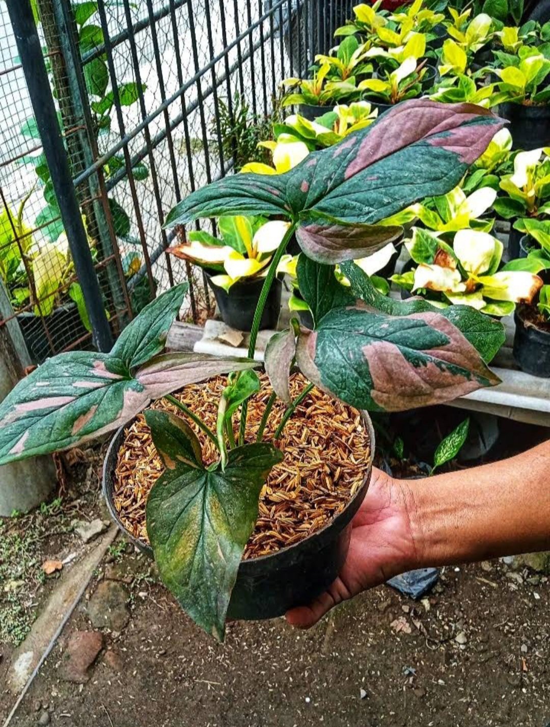 Rare Syngonium Pink Splash Variegated Home Flower Plant rare Home Plant Plant FREESHIPPING