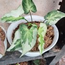Syngonium Three kings Variegated Home Flower Plant rare Home Plant Plant FREESHIPPING