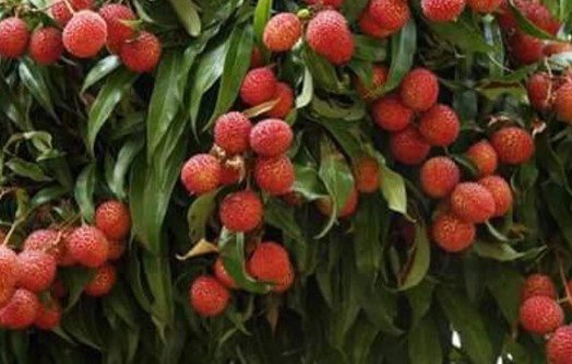 Large Sweetheart Lychee Live Fruit Tree Plant rare Home Plant Plant FREESHIPPING