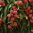 Large Sweetheart Lychee Live Fruit Tree Plant rare Home Plant Plant FREESHIPPING