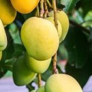 Kesar Mango Tree Live Fruit Tree Plant rare Home Plant Plant FREESHIPPING