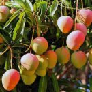 Ice Cream Mango Tree Live Fruit Tree Plant rare Home Plant Plant FREESHIPPING