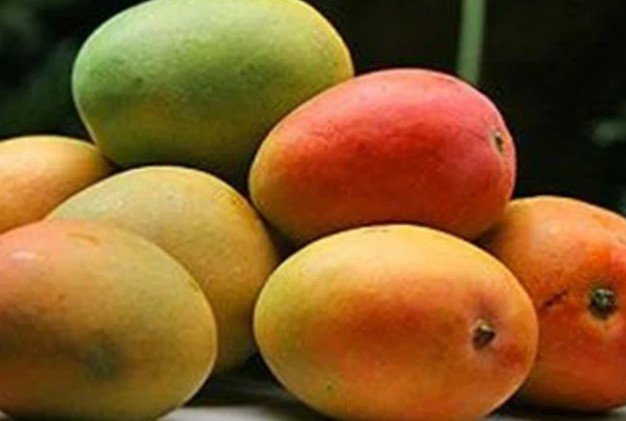 Alphonso mango Tree, Manguifera Tree Live Fruit Tree Plant rare Home Plant Plant FREESHIPPING