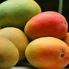 Alphonso mango Tree, Manguifera Tree Live Fruit Tree Plant rare Home Plant Plant FREESHIPPING