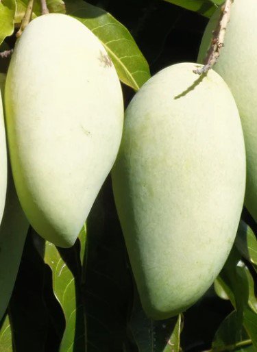 Nam Doc Mai, Thai Mango Tree Live Fruit Tree Plant rare Home Plant Plant FREESHIPPING