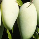 Nam Doc Mai, Thai Mango Tree Live Fruit Tree Plant rare Home Plant Plant FREESHIPPING