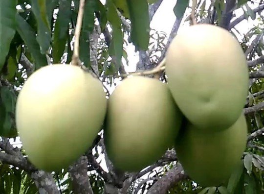 Mallika Mango Tree Live Fruit Tree Plant rare Home Plant Plant FREESHIPPING