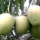 Mallika Mango Tree Live Fruit Tree Plant rare Home Plant Plant FREESHIPPING
