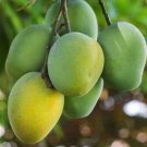 Fruit Punch Mango Tree Plant rare Home Plant Plant FREESHIPPING
