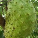 Soursop Tree, guanabana Tree Plant rare Home Plant Plant FREESHIPPING