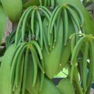 Vanilla planifolia, vanilla bean Tree Plant rare Home Plant Plant FREESHIPPING