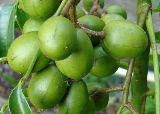 Large June Plum Dwarf, Ambarella Fruits Tree Plant rare Home Plant Plant FREESHIPPING